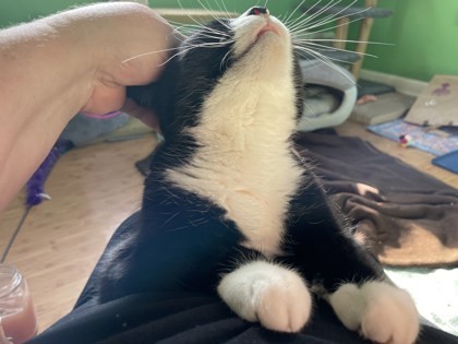 Kit Kat