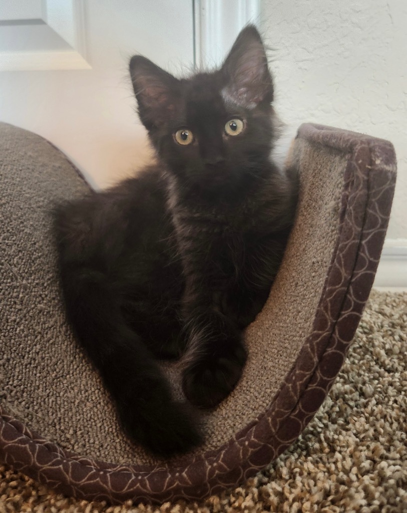 Louie