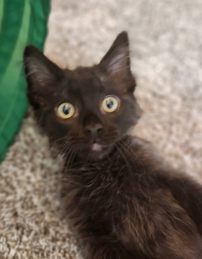 Louie