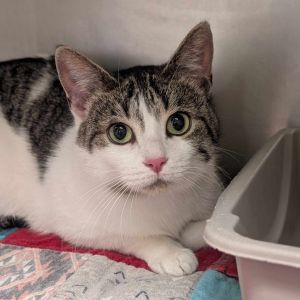 Rhaenyra, Adult Female Domestic Short Hair