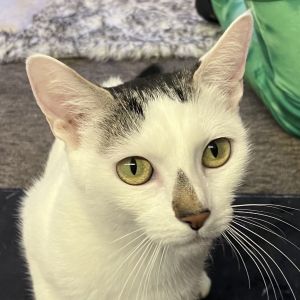 Gia