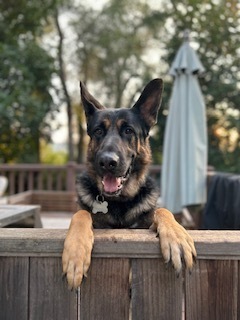 Deacon Jim is a large and handsome German Shepherd dog with an estimated birthdate of 11052022 He