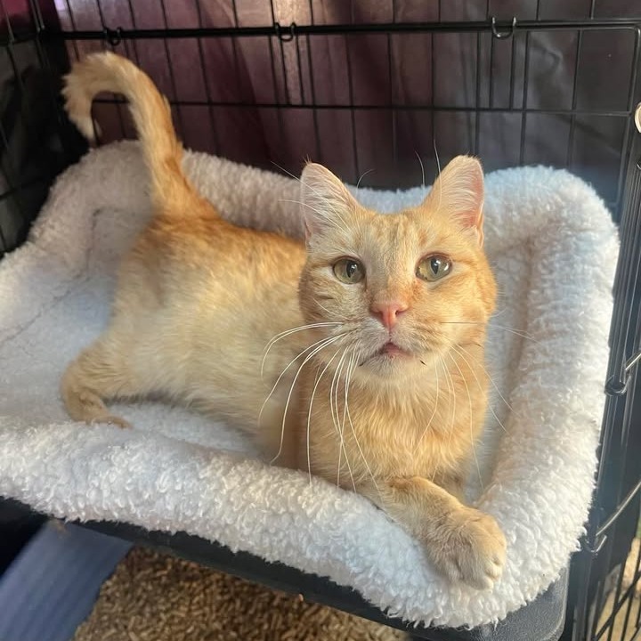 Hendrix, an adoptable Domestic Short Hair in Fredericksburg, TX, 78624 | Photo Image 1