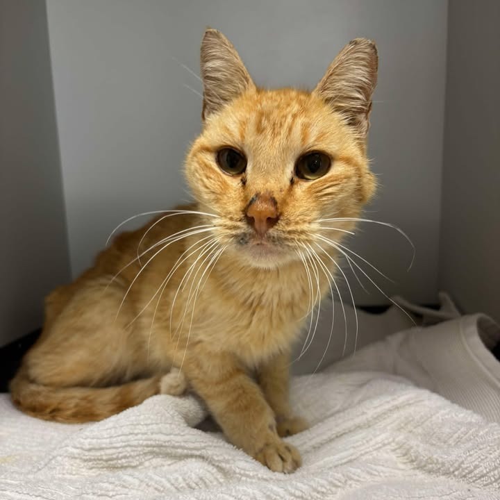 Hendrix, an adoptable Domestic Short Hair in Fredericksburg, TX, 78624 | Photo Image 3