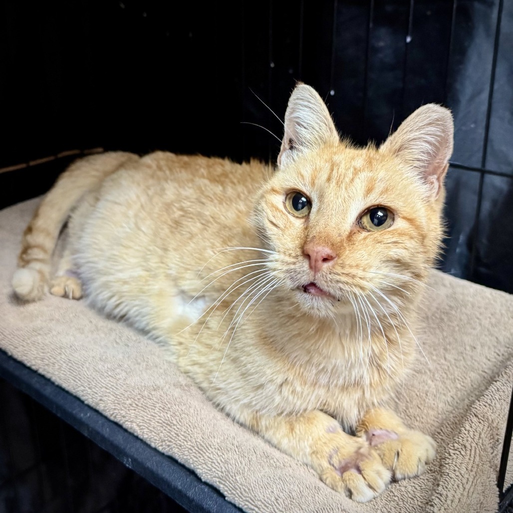 Hendrix, an adoptable Domestic Short Hair in Fredericksburg, TX, 78624 | Photo Image 4