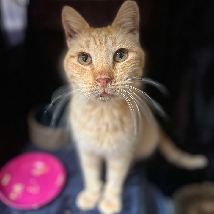 Hendrix, an adoptable Domestic Short Hair in Fredericksburg, TX, 78624 | Photo Image 5