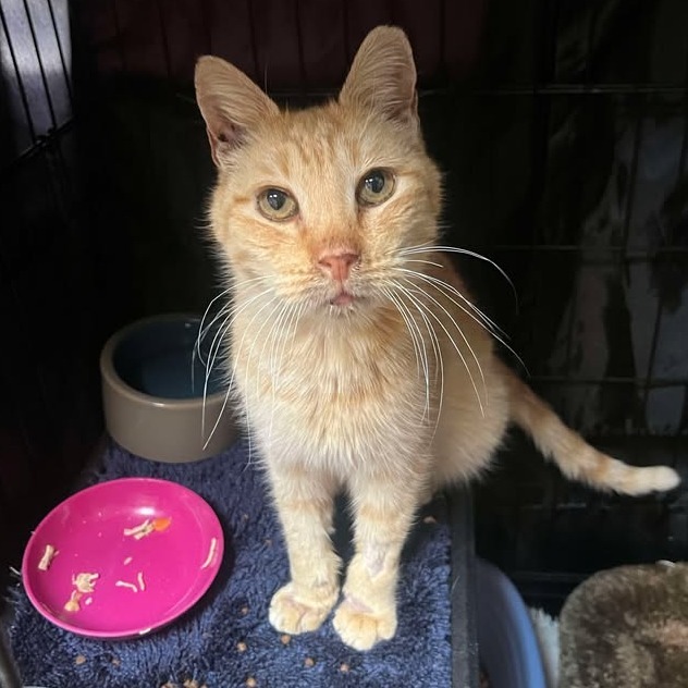Hendrix, an adoptable Domestic Short Hair in Fredericksburg, TX, 78624 | Photo Image 6