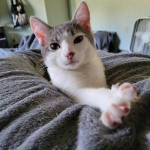 Bigs, Young Male Domestic Short Hair