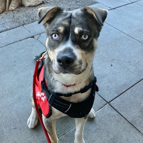 Frankie