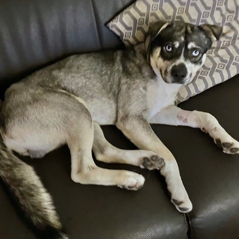 Frankie