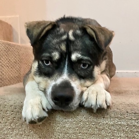 Frankie
