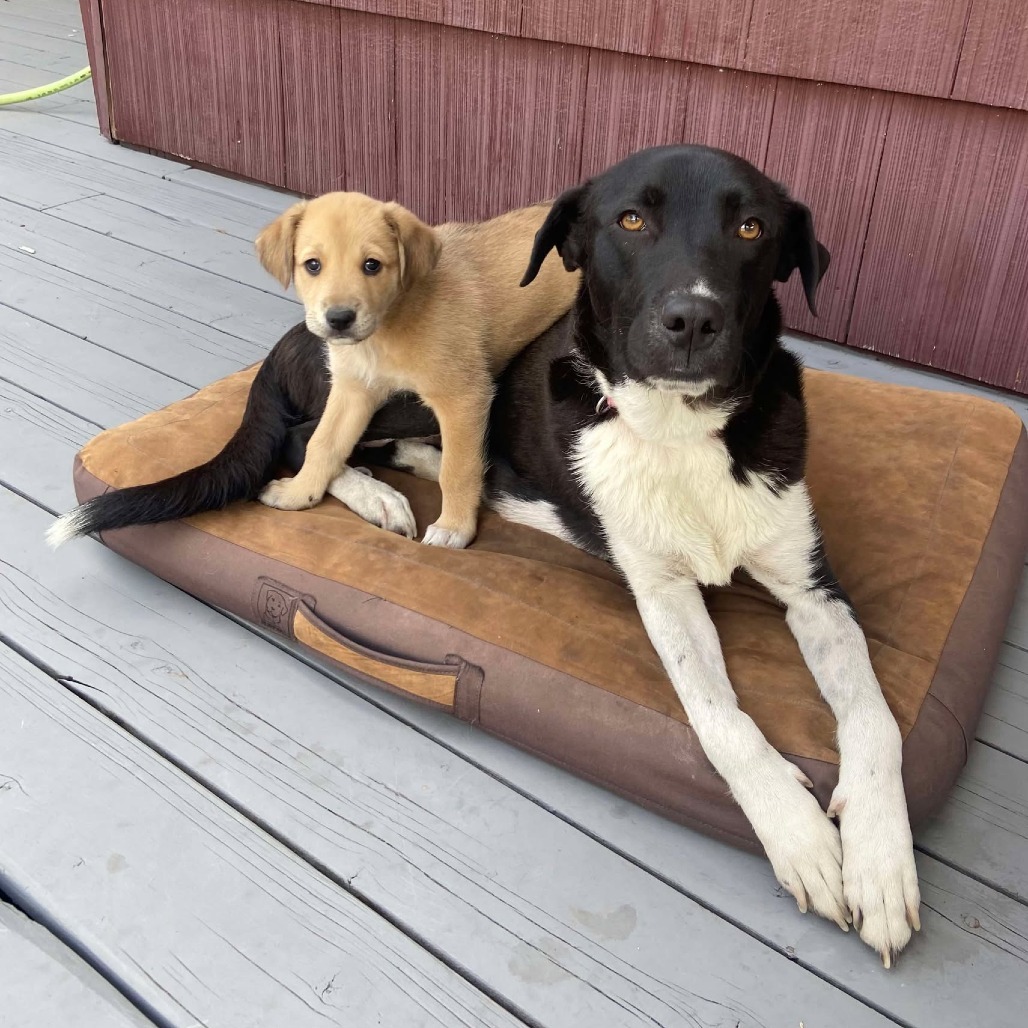 Sadie, an adoptable Collie, Labrador Retriever in Bend, OR, 97702 | Photo Image 1