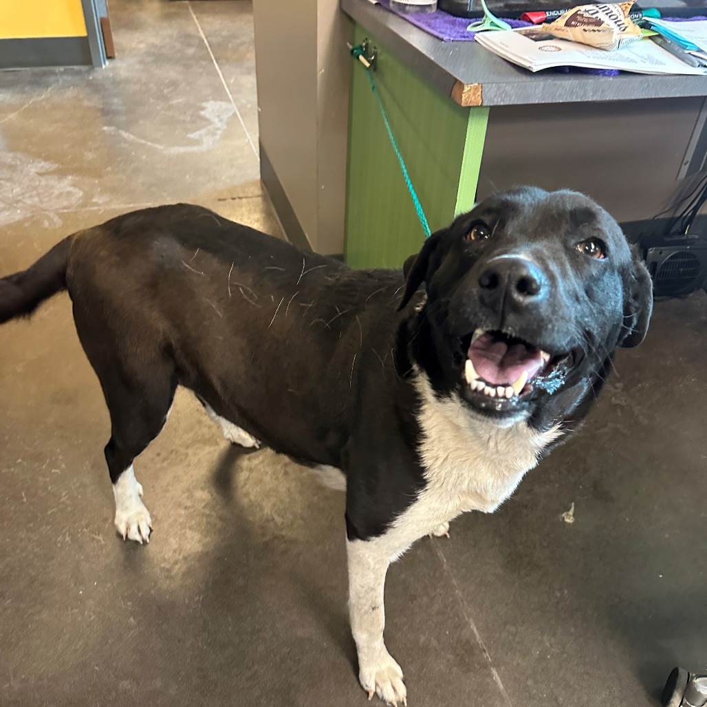 Sadie, an adoptable Collie, Labrador Retriever in Bend, OR, 97702 | Photo Image 2