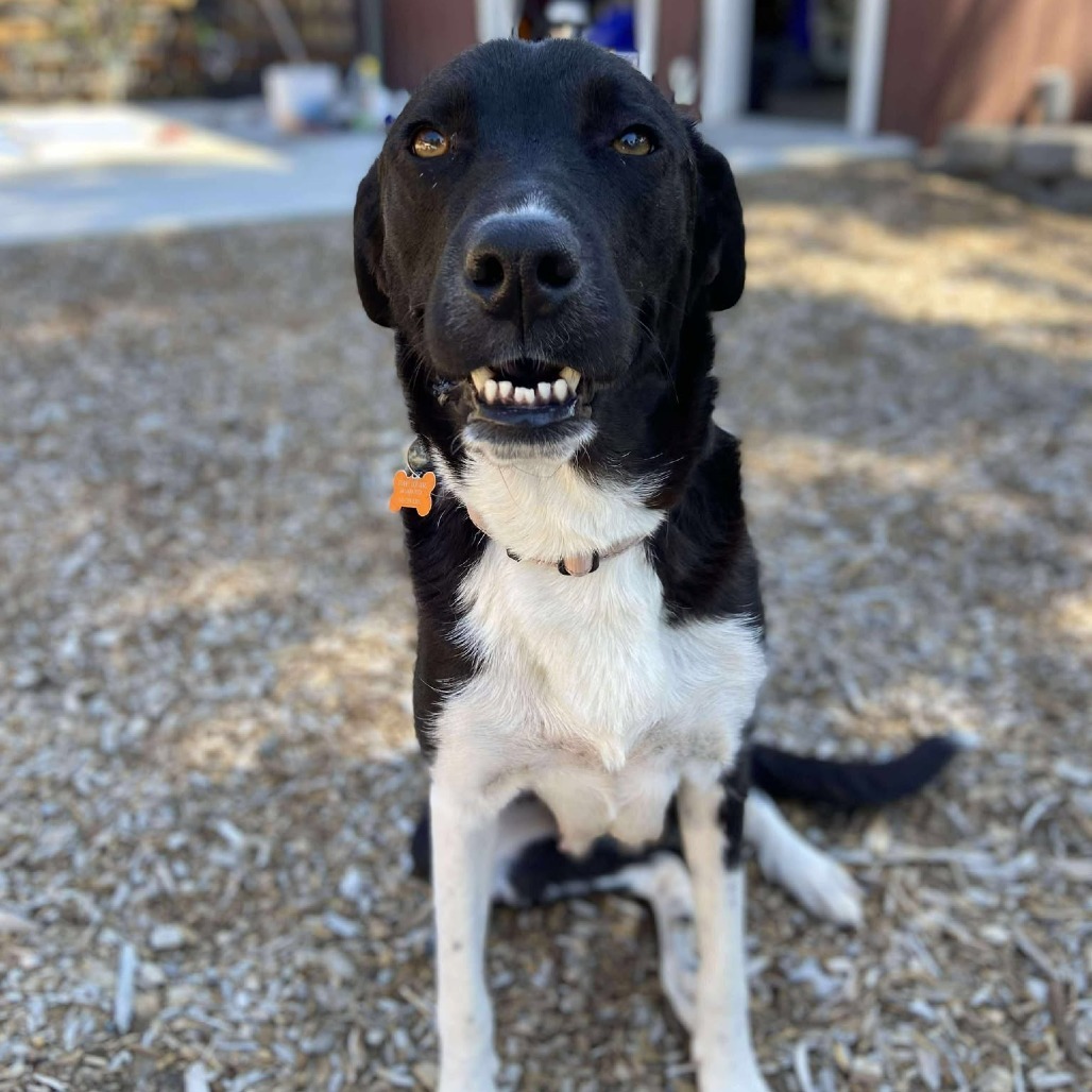 Sadie, an adoptable Collie, Labrador Retriever in Bend, OR, 97702 | Photo Image 3
