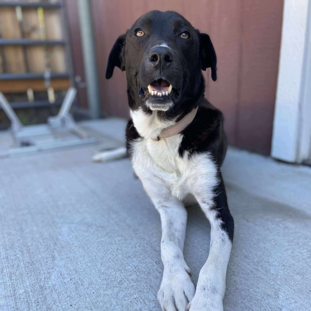 Sadie, an adoptable Collie, Labrador Retriever in Bend, OR, 97702 | Photo Image 4