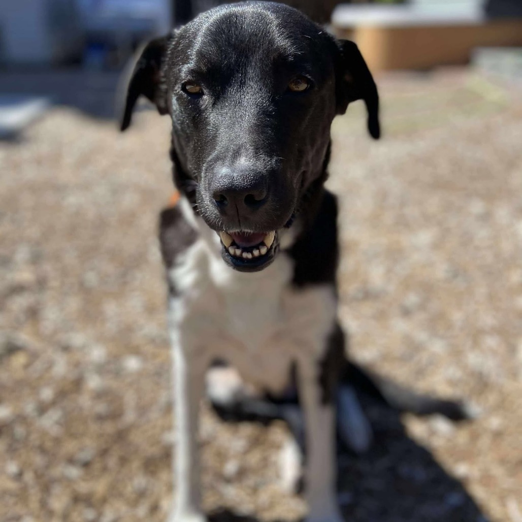 Sadie, an adoptable Collie, Labrador Retriever in Bend, OR, 97702 | Photo Image 5