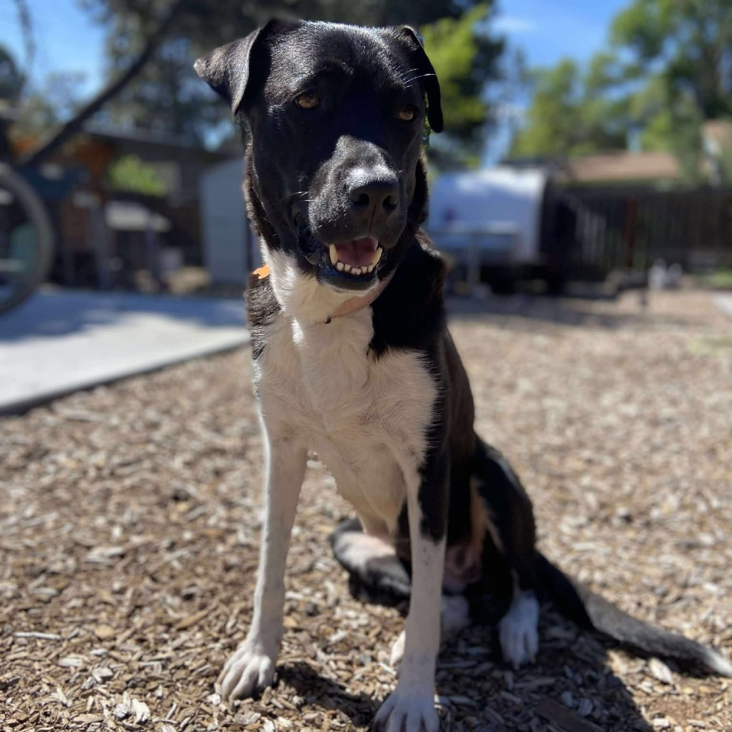 Sadie, an adoptable Collie, Labrador Retriever in Bend, OR, 97702 | Photo Image 6