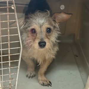 Mickey, Adult Male Wirehaired Terrier