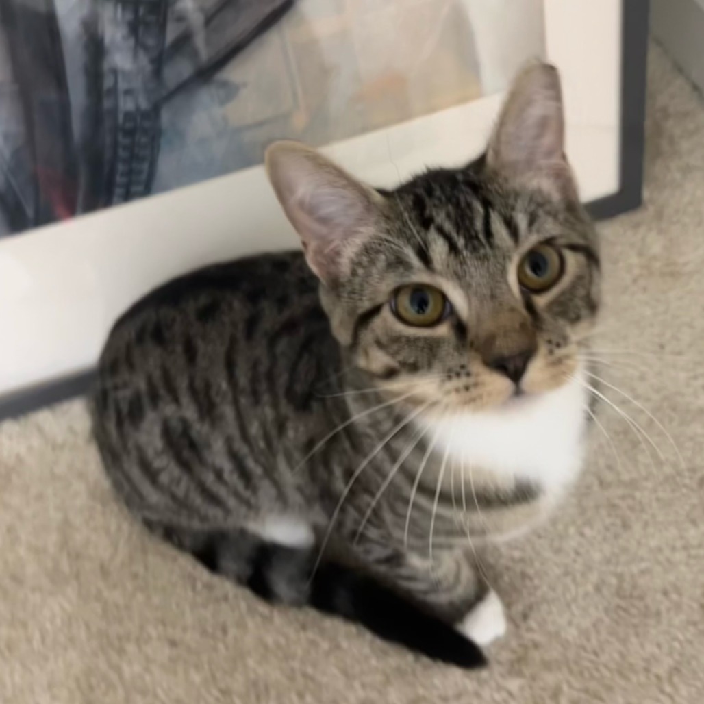 Leo