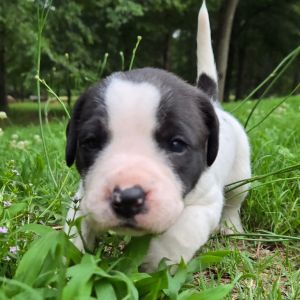 Blueberry, Baby Male Mixed Breed