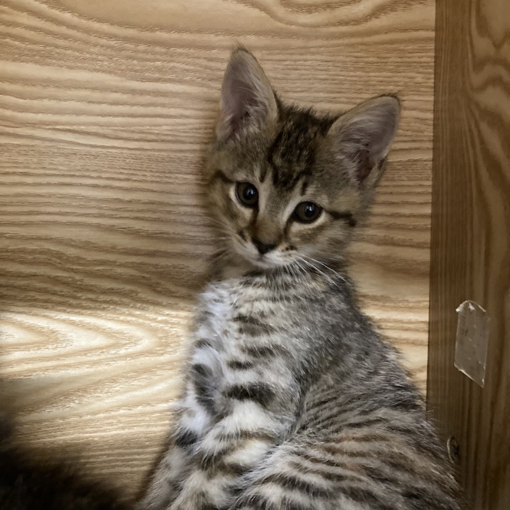 Willow