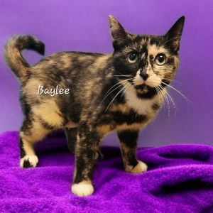 Baylee, Adult Female Domestic Short Hair