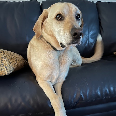 Bailey