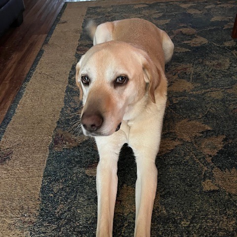 Bailey