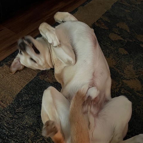 Bailey