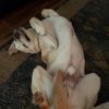 Bailey photo 3
