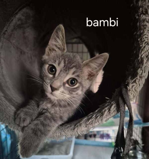 Bambi thumbnail 1