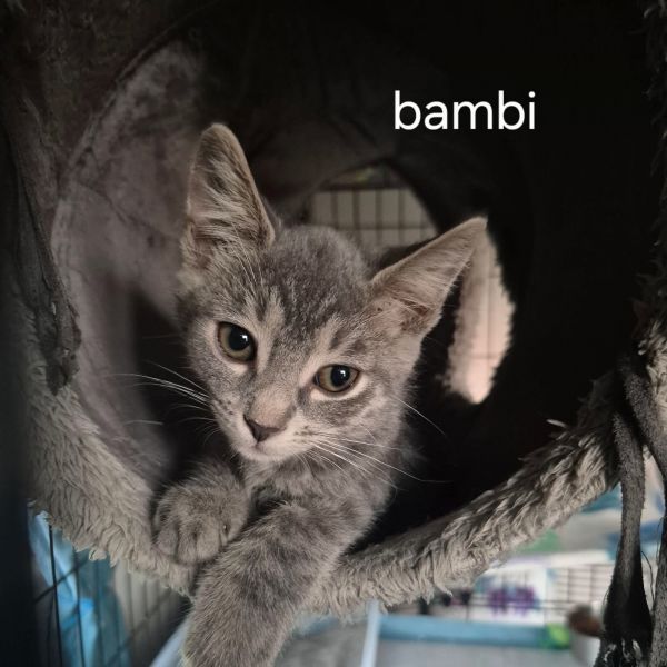 Bambi thumbnail 2