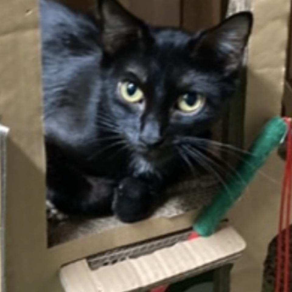 Hazel (Polly)