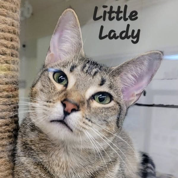 Little Lady