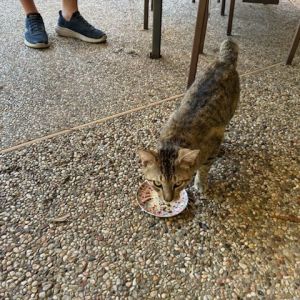 MAVERICK, Adult Male Manx