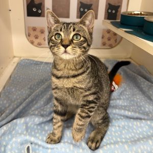 Thumper is a very active kitten that would do best in a home with another playful kittencat He lov