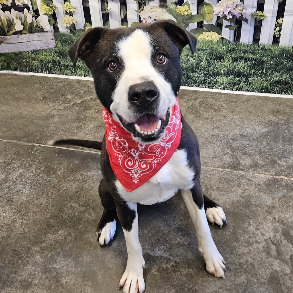 Milo, an adoptable Pit Bull Terrier in Show Low, AZ, 85901 | Photo Image 1