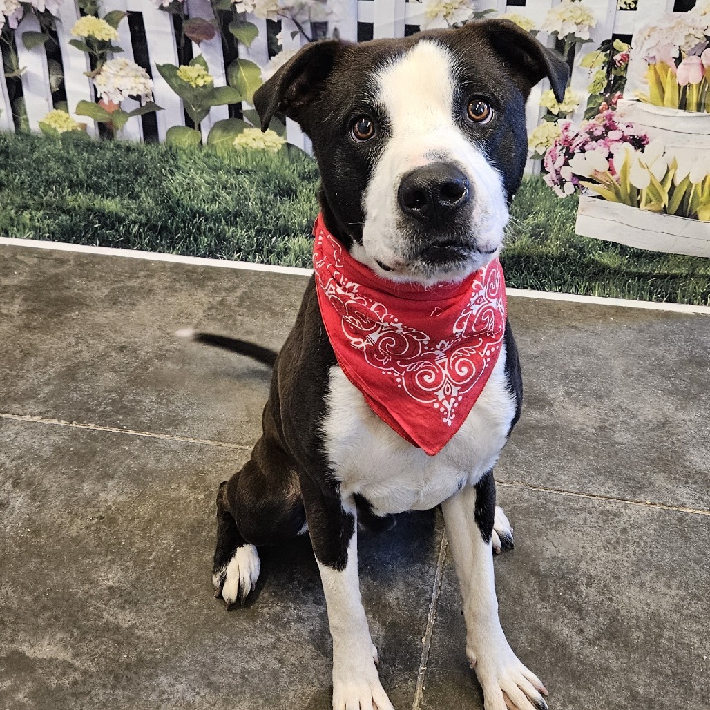 Milo, an adoptable Pit Bull Terrier in Show Low, AZ, 85901 | Photo Image 2