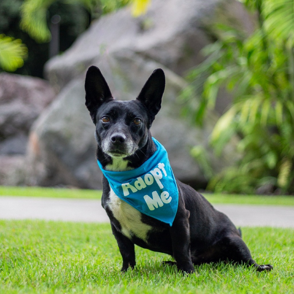 Bruce, an adoptable Mixed Breed in Kailua Kona, HI, 96740 | Photo Image 1