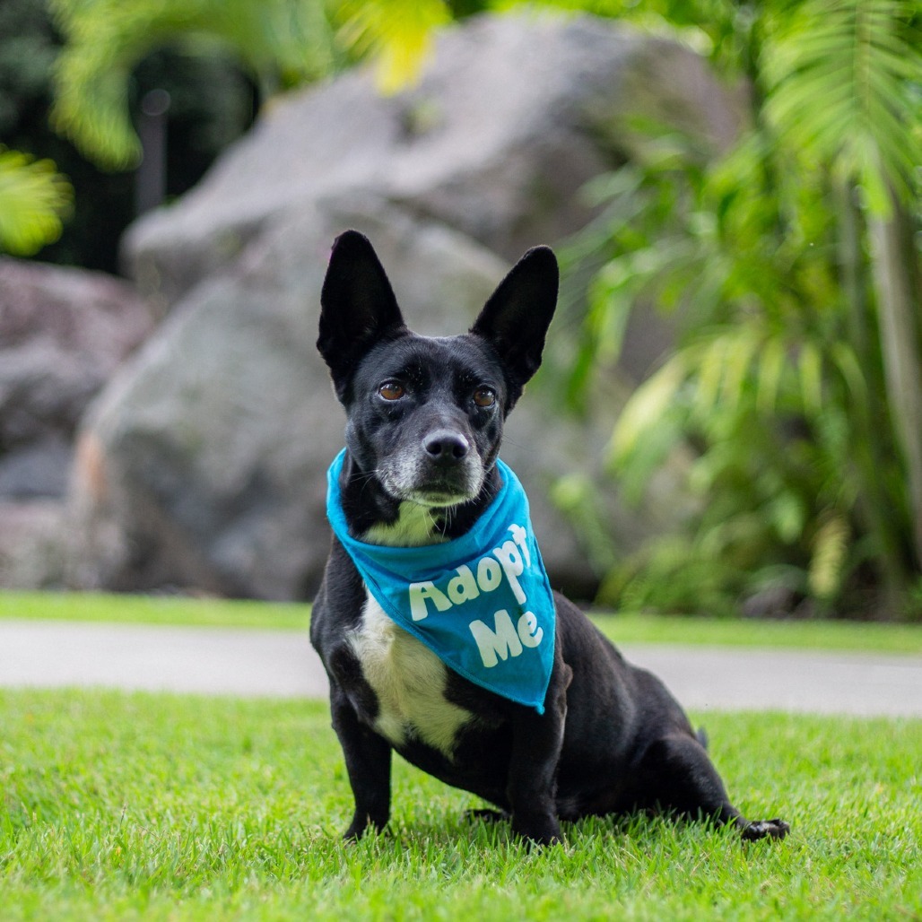 Bruce, an adoptable Mixed Breed in Kailua Kona, HI, 96740 | Photo Image 2