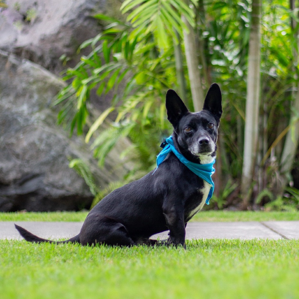 Bruce, an adoptable Mixed Breed in Kailua Kona, HI, 96740 | Photo Image 3