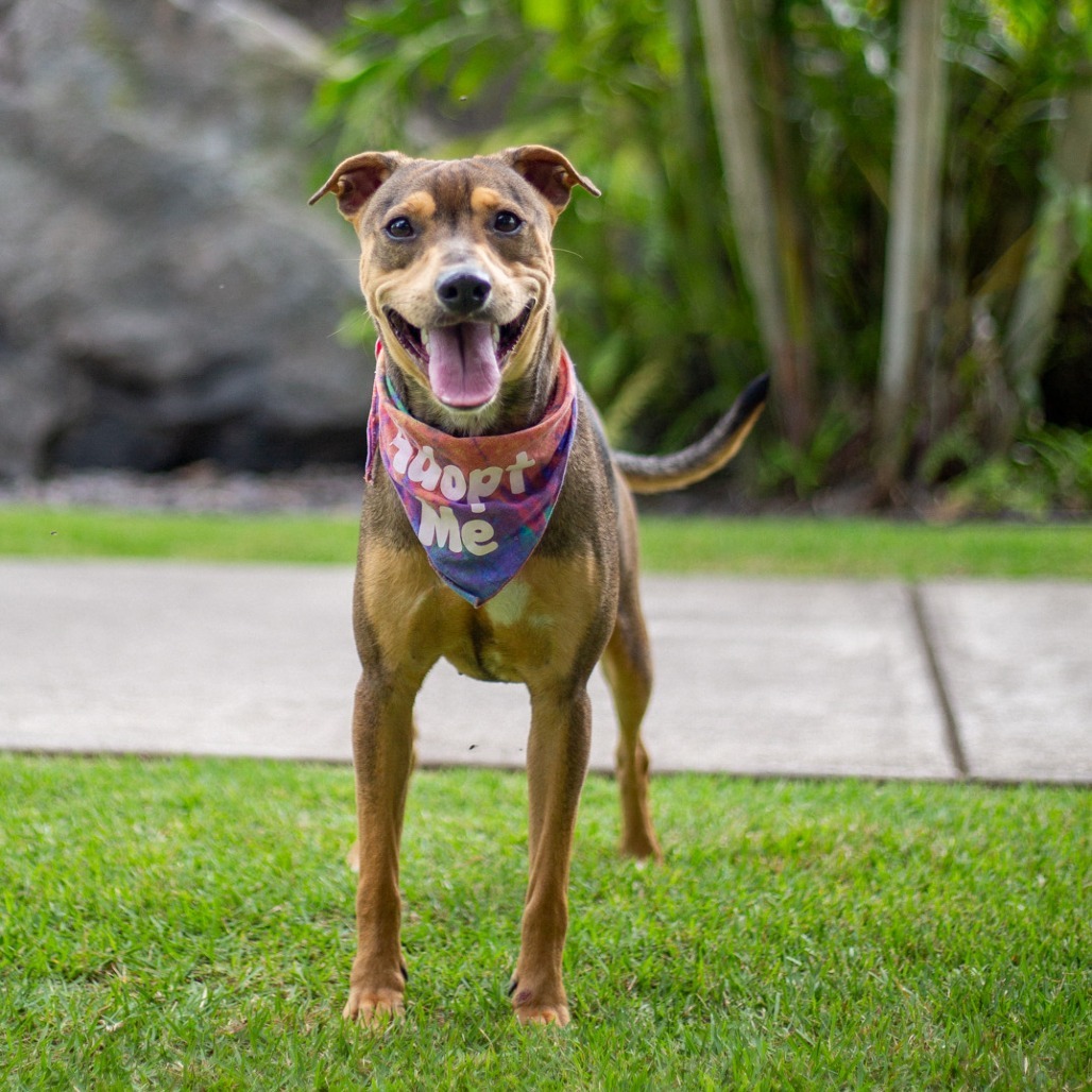 Barley, an adoptable Mixed Breed in Kailua Kona, HI, 96740 | Photo Image 1