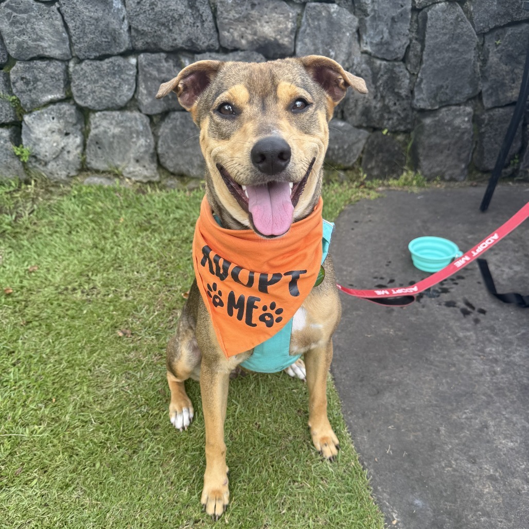 Barley, an adoptable Mixed Breed in Kailua Kona, HI, 96740 | Photo Image 1