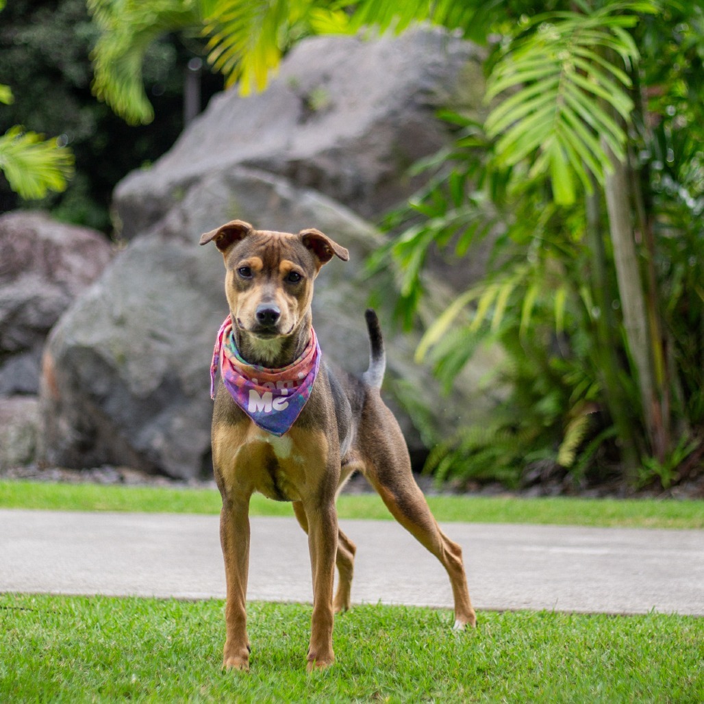 Barley, an adoptable Mixed Breed in Kailua Kona, HI, 96740 | Photo Image 4