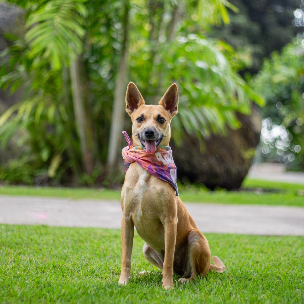 Sesame, an adoptable Mixed Breed in Kailua Kona, HI, 96740 | Photo Image 1