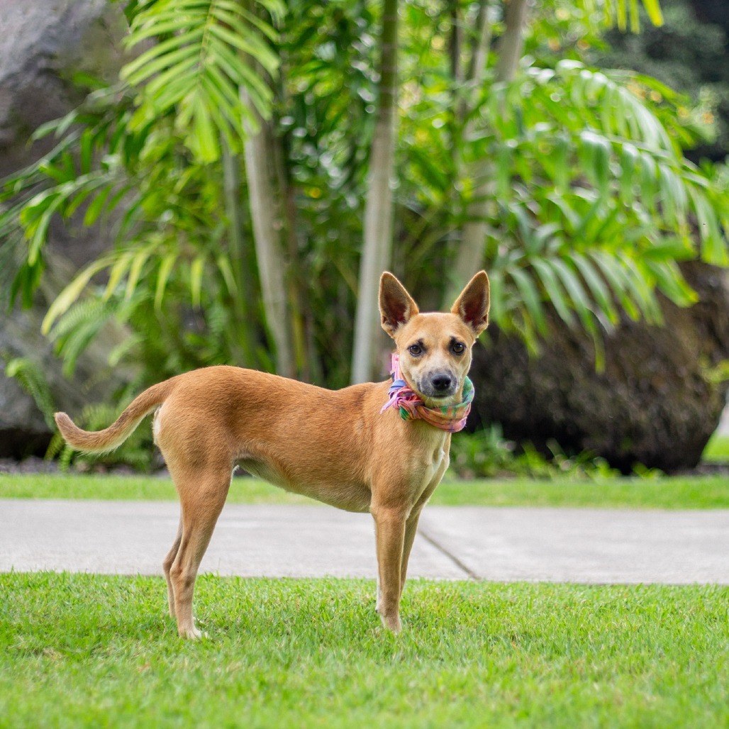 Sesame, an adoptable Mixed Breed in Kailua Kona, HI, 96740 | Photo Image 2