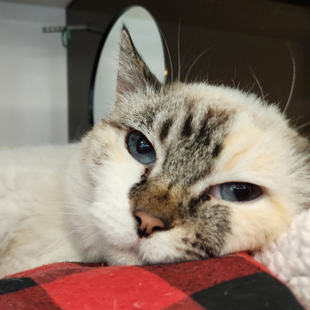 Strawberry Shortcake, an adoptable Domestic Short Hair in Park City, UT, 84098 | Photo Image 2