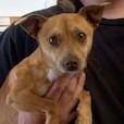 Goose/A1032611