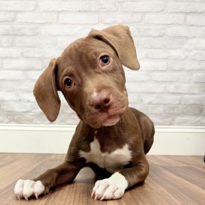 Peter, Baby Male Terrier