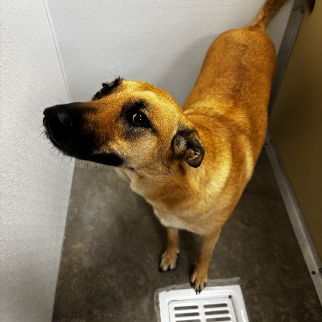 Julia, an adoptable Shepherd, Belgian Shepherd / Malinois in Cody, WY, 82414 | Photo Image 1